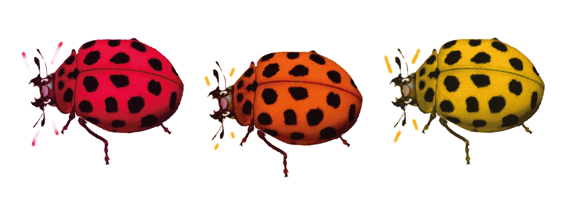 Ladybugs